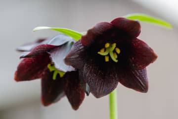 8月28日の花とは？【366日の誕生花と幸せの花言葉】