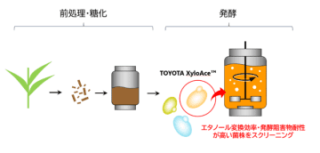 植物の非可食部から高効率でエタノールを生産する発酵プロセス