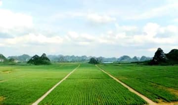 「甘さを倍増」－広西チワン族自治区の砂糖産業に新たな1章