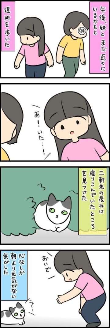 朝見かけた猫を探して…家族で迎えた野良猫の物語【連載】もふもふスコたん#357