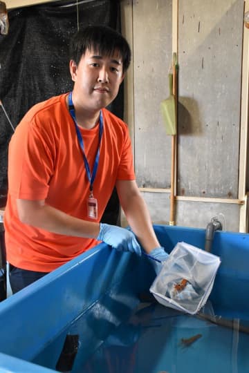 ボタンエビ養殖技術開発　茨城県水産試験場　国内初　新ブランド創出へ