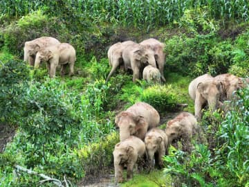 中国雲南省普洱のコーヒー荘園、野生のゾウが観光客に人気