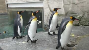 【年間130万人以上が来園】北海道・旭川の神様は、動物のありのままの姿を展示する『行動展示』を最初に始めた旭山動物園のレジェンド