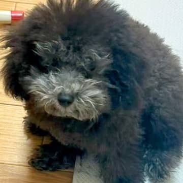 『お店で売れ残ってしまった犬』を家族で話し合って飼った結果…思わず涙する『現在の光景』に感動の声「ずっと待ってたんだね…」「運命だった」