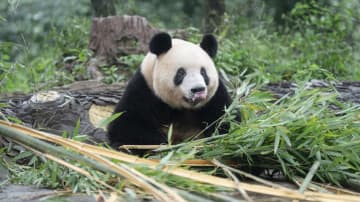 パンダのシャンシャン「いただきます」の瞬間　中国四川省