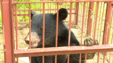 相次ぐクマ目撃情報…新学期の学校周辺でも　専門家は「撃退スプレーは最後の武器」と指摘　“正しい使い方”も重要
