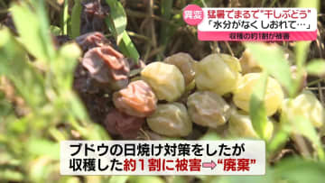 猛暑で秋の味覚に異変　「雨少ない」“ぼけナス”…廃棄に　デラウェア「しおれて」まるで干しブドウ