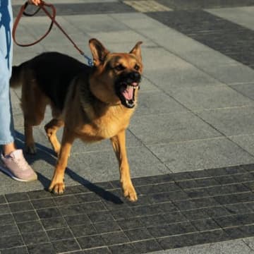 犬が『飼い主を守ろうとしている』ときにみせるサイン4選　主な心理やデメリットとなる行動まで