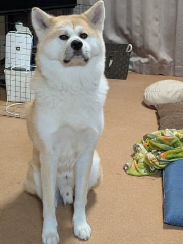 お迎え時、細身だった秋田犬の元保護犬→今では大きく成長！健康状態も回復し「自分」をみせてくれるまでに