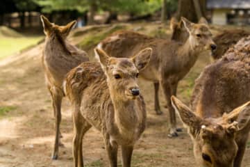 「中国人の動物の扱いは到底受け入れられない」カナダ出身YouTuberが批判―台湾メディア
