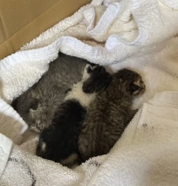 紗栄子、牧場への子猫遺棄に激怒「許せない」ファンからも「警察、絶対に犯人を捕ませてください。」と怒りの声