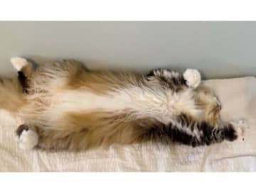 仰向けの状態で「エアふみふみ」する猫　おなかをナデナデしたときに発動する可愛いしぐさに、メロメロに！