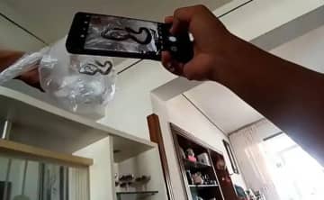 ネット通販で購入した鉢植えの土の中にヘビの卵、知らずに旅行から戻ると10匹ふ化―中国