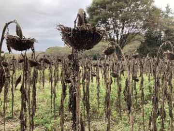 【ホラー】枯れたひまわり畑がもはやトラウマレベル…夏の終わりのひまわり畑、その終末感溢れる姿に恐怖