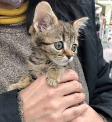 食が細くて「不安気な困り顔」をしていた生後2カ月半の子猫→4年で体が大きくなり、貫禄のあるコに成長！　凛々しい表情にほっこり