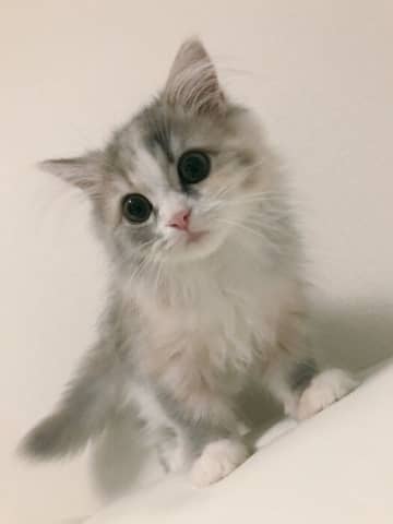 「幼いながらも冒険心に満ちた姿」を見せていた生後4カ月の子猫→すくすくと成長し、7才になった現在は妹猫たちの面倒を見る「リーダー的存在」に！