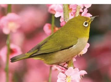 身近な鳥の名前がすぐわかる！ 初心者におすすめの野鳥図鑑【自然公園・農耕地編】｜バードウォッチング入門