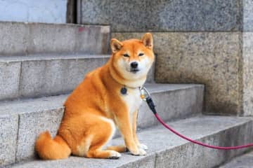 “意外な病気”が原因で震えるケースも！？「犬の震え」から考えられる病気とは