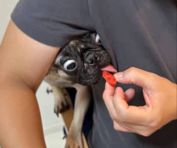 “怖いけどかわいい”パグ犬、必死に舌を伸ばす姿に反響「これは可愛すぎる」「目ぇひん剥いてますね笑」