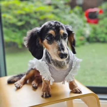 SHINee・ジョンヒョンさんの愛犬ルー、15歳で虹の橋を渡る。家族が報告「ずっと愛してる。もう会いたいよ…」