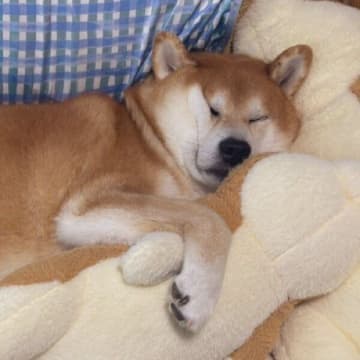 気落ちした飼い主のそばで眠る柴犬　愛犬の“寝顔”に「日常こそ幸せで大切にしたい」
