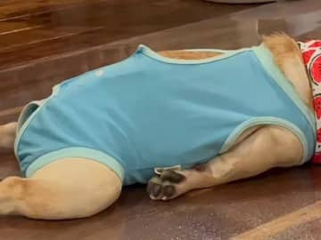 【アザラシ犬】夏の散歩から帰宅　くつろぐ犬の姿に「見た瞬間笑った」