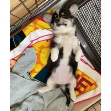 お迎えして4日目に“初ヘソ天”を見せた生後2カ月のコーギー子犬→およそ半年後の「変わらない姿」にほっこり！