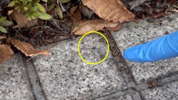 メスに毒「セアカゴケグモ」を各地で確認…福岡の保育施設で4歳男児がかまれる　台場でも駆除作業　記録的な猛暑が影響か
