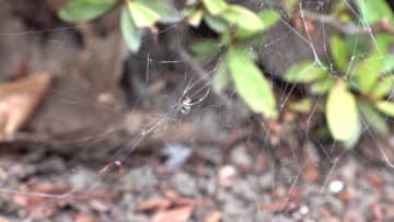 東京・お台場で毒グモ「セアカゴケグモ」確認！福岡では4歳男児かまれる被害も　猛暑で生息エリア拡大か　なぜお台場に？専門家「自動車に付着して入ってきたのは確実」