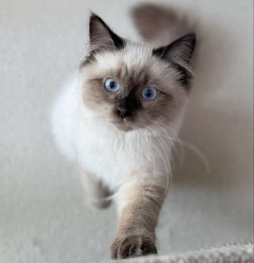 キラキラした空色の瞳が愛くるしい生後5カ月の子猫　2カ月後には“おこげ”と“ふわふわ”が魅力のコに成長中！