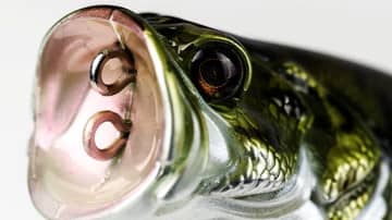 恐ろしいほどリアル…でも本当に怖いのはその釣れぶりにある⁉機能性と造形美が同居するアダスタのポッパー