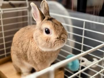 ウサギ、ハムスター、フェレット…災害時“小動物”と一緒に避難するときの注意点は？「小動物の防災対策」について専門家が解説