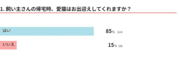 飼い主さんの帰宅を出迎える猫は8割超→でも一体なぜ？獣医師が解説