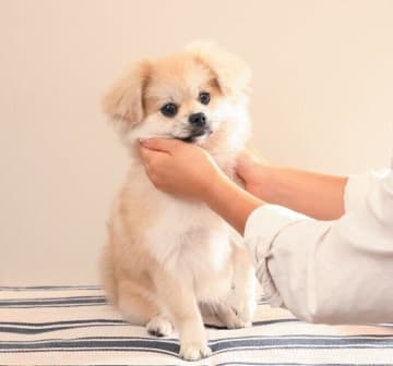 「夏の皮膚病」から愛犬を守るために取り入れたい　毎日＆スペシャルケア