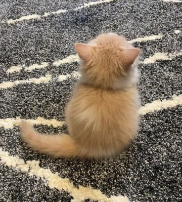 ちんまい猫ちゃんの背中が……4年後「もっふもふに育ってる」成長ビフォーアフターにSNS沸く「頼もしいお背中」