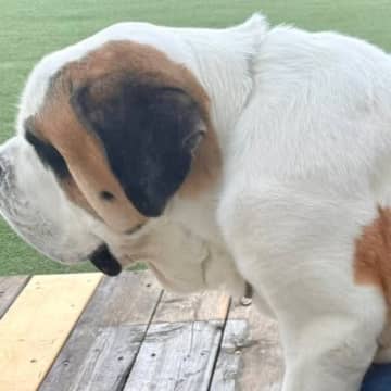 お友だちと一緒に遊びまくった超大型犬→『疲れたなあ』と近づいてきて…自分の大きさを理解していない光景が55万表示「子犬と思ってるｗ」