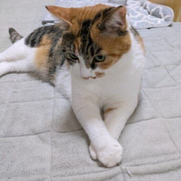 「ひとり暮らし」の人が猫を飼う前に知っておきたい心得とは？　獣医師がトラブル事例も解説