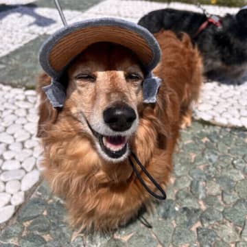 愛犬に帽子やサンバイザーに着用させるメリットはあるの？注意点を獣医師が解説
