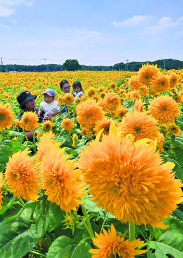 一面染める八重ヒマワリ　華やかに輝く　茨城・筑西