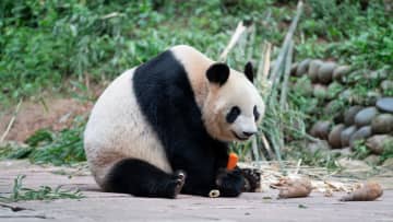 パンダのシンシン、ニンジンを「いただきます」　中国四川省