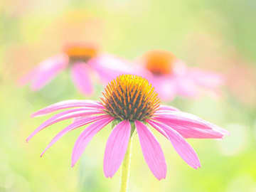 Nature Flowers 吉住志穂×くにまさひろし