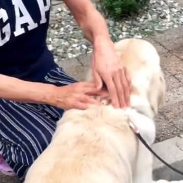 『母に飼うのを反対されていた大型犬』と一緒に帰省した結果…思わず涙がこぼれる『まさかの展開』が21万再生「素敵」「家族っていいな」と反響