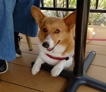 「デッカいちくわかと…」水の中で涼むコーギーに19万いいね⇒「犬界のオフィーリア」「最高の涼み方」