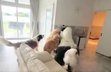 「すごい歓迎」大型犬カフェの元スタッフが半年ぶりにワンコたちと再会⇒「幸せ空間」「モテモテやね」とSNSほっこり