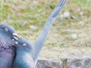 【イチャイチャを見せつけやがって！】2羽のハトの姿が？　「情熱的だ」「コンビネーションがすごい」