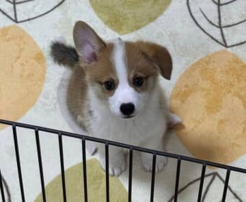 片耳だけ垂れている生後2カ月のコーギー子犬、「耳が完全に立った」と思ったら→まさかの展開に!?