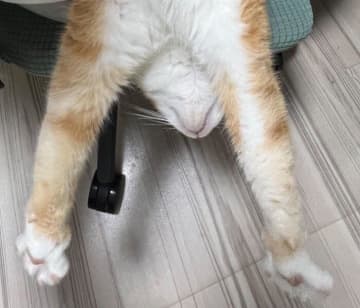 飼い主の膝の上でヘソ天する猫の“自由すぎる姿”にびっくり！　「飼い主への信頼がパナイ」「絶妙なバランス！」と話題に