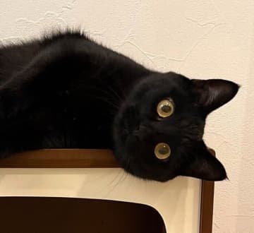 猫用ハウスでまったり中の黒猫を見ると→「くつろぐ場所違くないですか？」とツッコミたくなる光景だった！