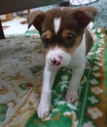 しっぽもふらずおとなしかった元野犬の子犬→約5年後、表情豊かに成長！愛嬌あふれる姿にほっこり