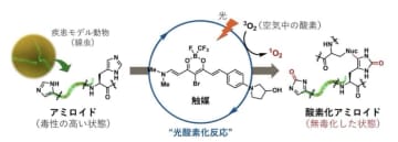 難病アミロイドーシスを光で治療　東大らの研究